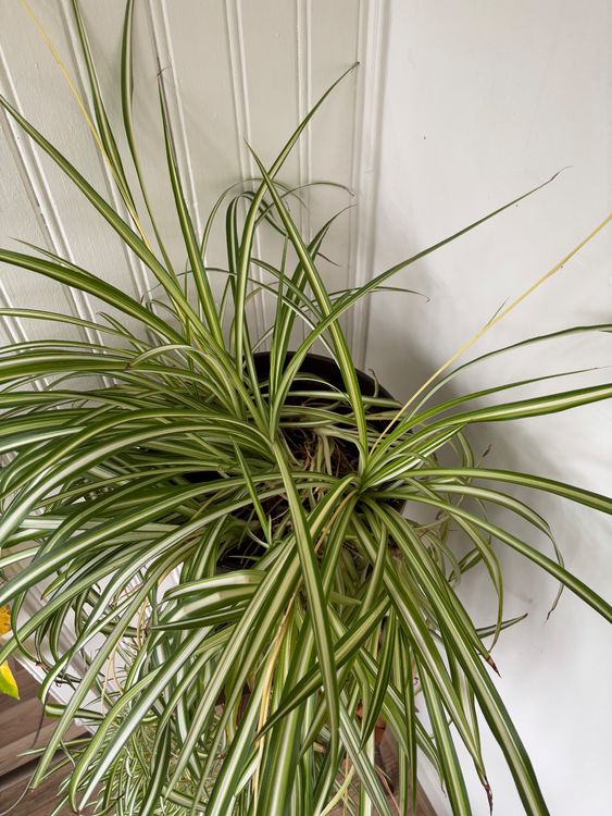 monstera ähnliche pflanze Zimmerpflanzen Dünger, Monstera Dünger, 6 Monate Depotwirkung – PlantMe main image 0