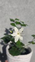 Jasminum sambac - Arabischer Jasmin