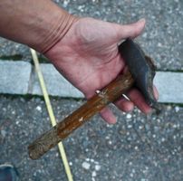ALTER „ ENTENKOPF „ - HAMMER