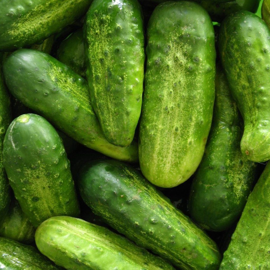 Piante & sementi: 30 Samen Gurke HOMEMADE PICKLES – Nuovo (secondo la descrizione) da Ehrendingen venduto da VerveinaSamen 6