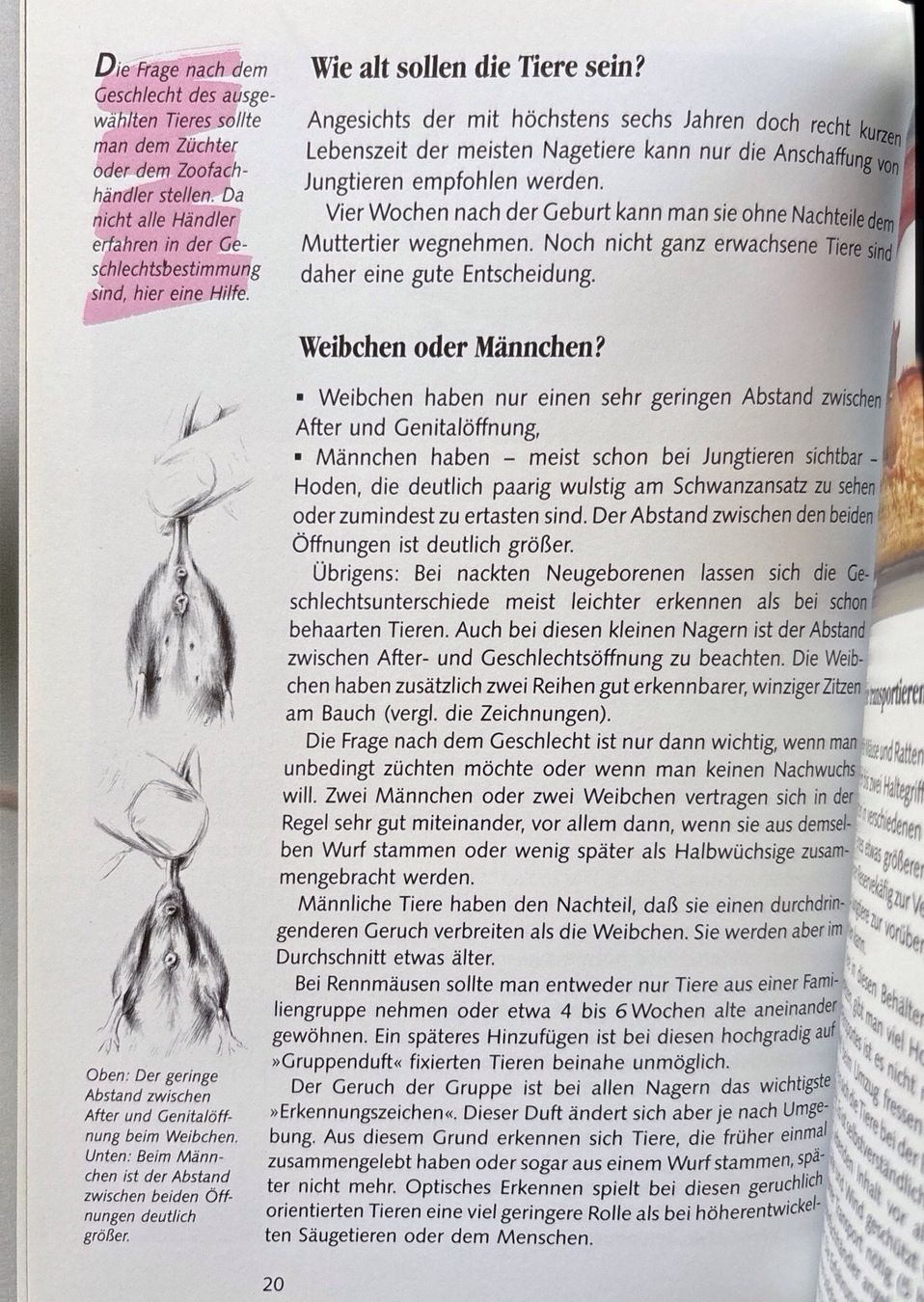 Livres: Mäuse – Neuf (Voir description) à Sarnen par Livres 4