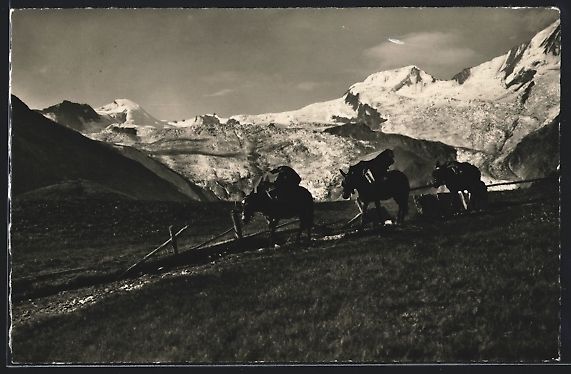 Ansichtskarten: Saas-Fée, Maultierpost vor Allalinhorn, – Gebraucht aus Berlin von bartko-reher