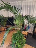 Wunderschöne Hydrokulturpalme, gorgeous hydroponic palm