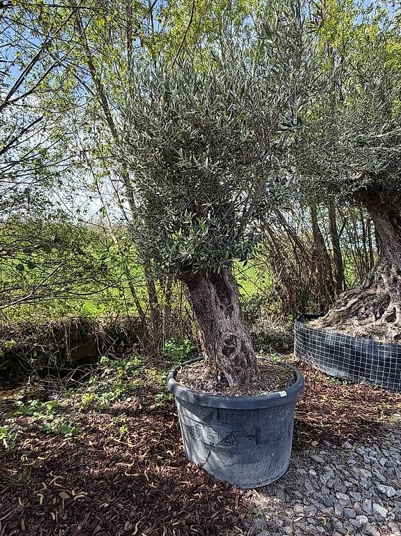 Piante & sementi: Olivenbau "Olea Europea 17" – Usato da Zuckenriet venduto da Thur_Plant 2