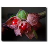 GINSENG INDIEN (W. somnifera) 5 fruits