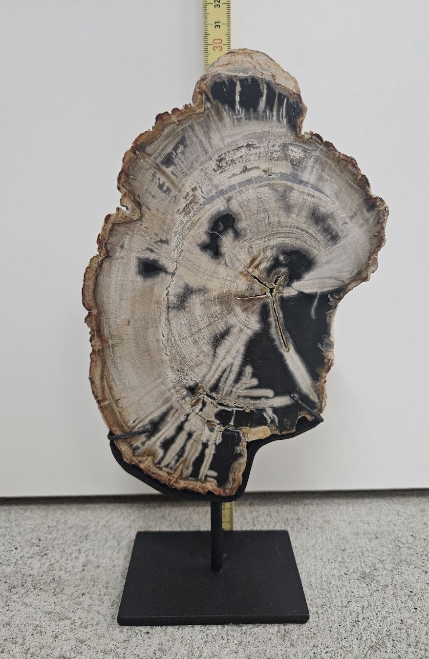 Fossiles: Versteinertes Holz auf Ständer – D'occasion à Ottikon b.Kemptthal par Jigsaw1 4