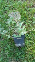 Sedum vera jameson bodendecker