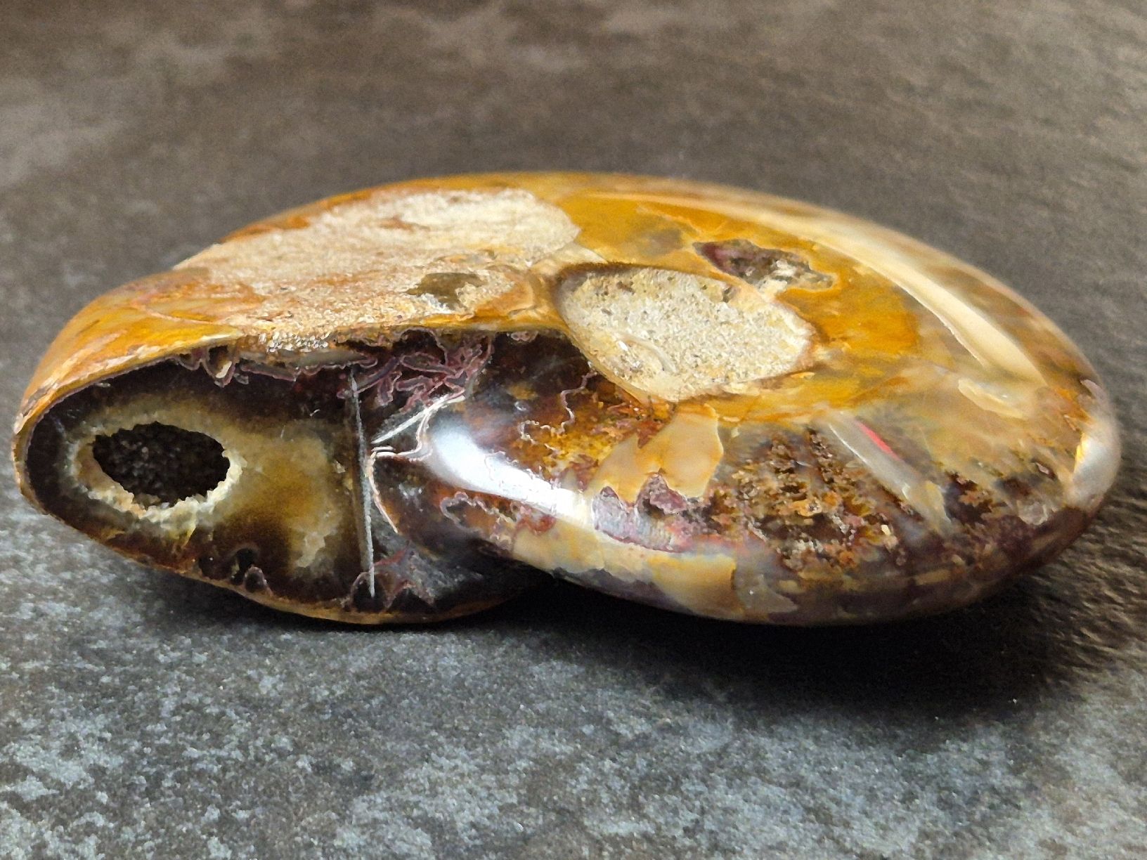 Fossili: Versteinerte Nautilusschnecke – Nuovo (secondo la descrizione) da Abtwil SG venduto da Adler770 4