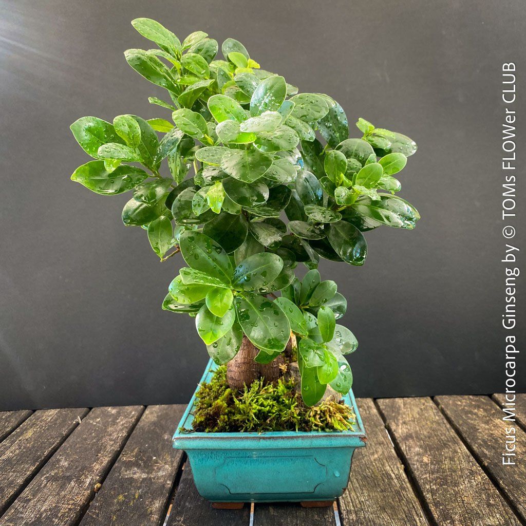 Piante & sementi: Ficus Microcarpa Ginseng - Bonsai-Form – Nuovo e nell'imballaggio originale da Adliswil venduto da astom369 5