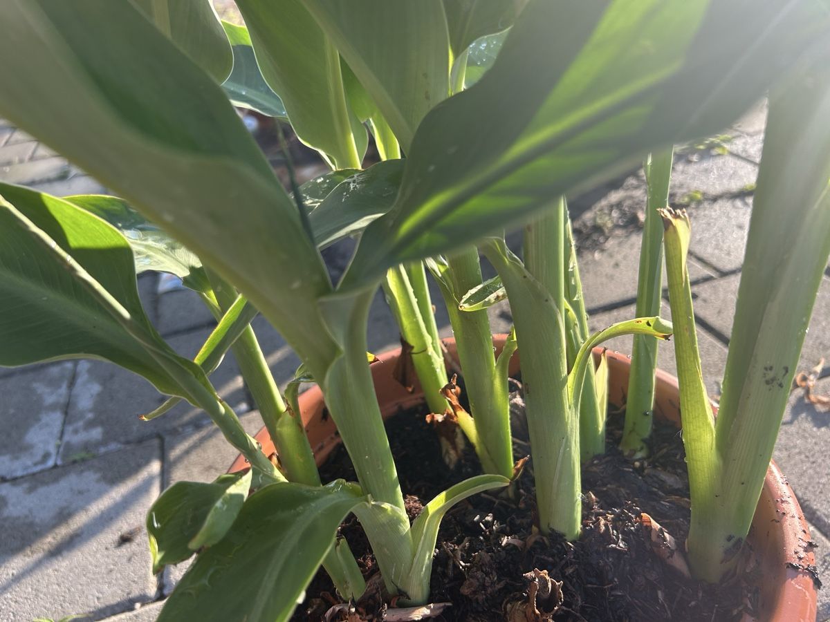 Pflanzen & Samen: Pflanze Canna  – Neu (gemäss Beschreibung) aus Frauenfeld von Irene.Schuppli 2