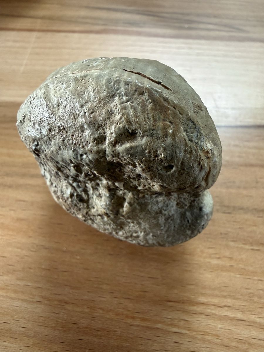 Fossili: Versteinerte Herzmuschel – Usato da Grenchen venduto da Bastet007 1
