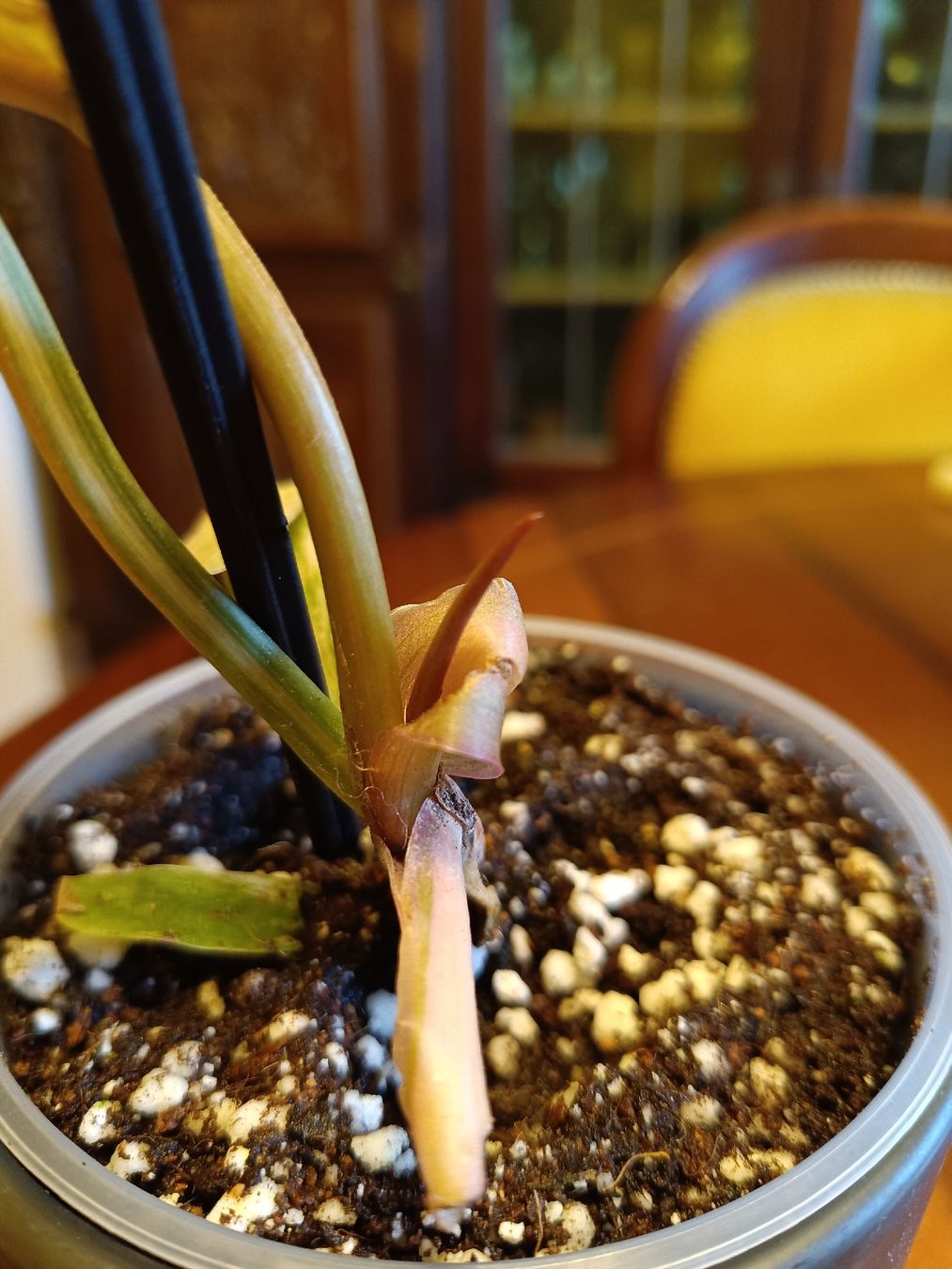 Piante & sementi: Philodendron Caramel Marble – Nuovo (secondo la descrizione) da Biberist venduto da Belzebu 2