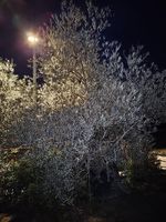 2  sehr alte Olivenbäume winterhart