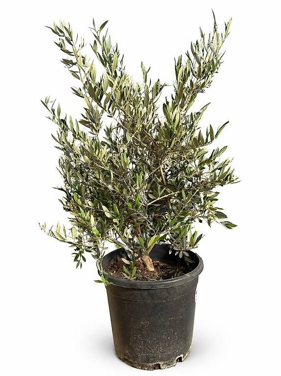 Piante & sementi: Schöner Olivenbaum im Topf – Nuovo (secondo la descrizione) da Zuckenriet venduto da Thur_Plant