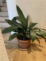 Potted plant with flower pot
