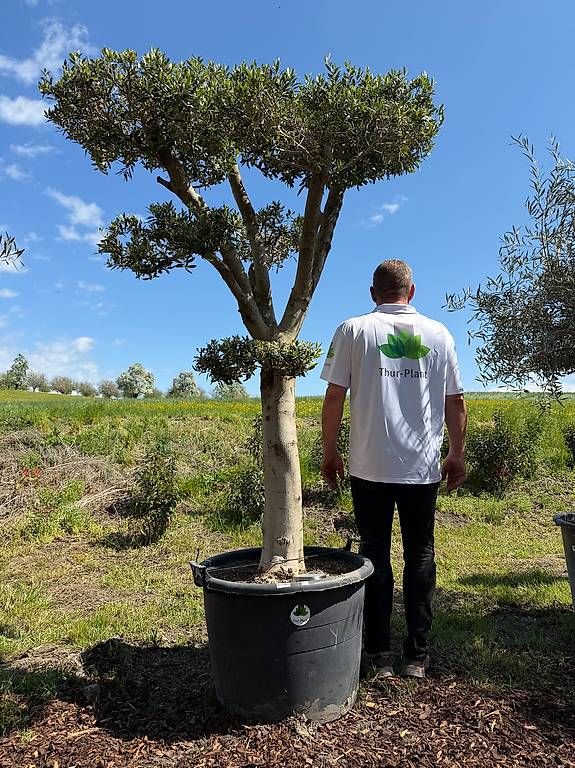 Pflanzen & Samen: Olivenbaum "Pom-Pom 1 – Gebraucht aus Zuckenriet von Thur_Plant 1