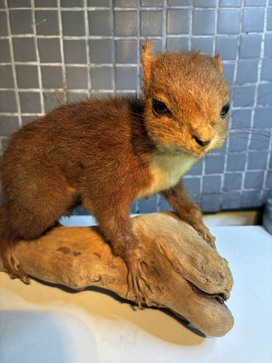 Il mondo degli animali: Écureuil naturalisé vintage - Eichhörnchen gestopft – Usato da La Neuveville venduto da Canelle4