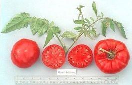 30 Samen OMAR'S LEBANESE Tomato