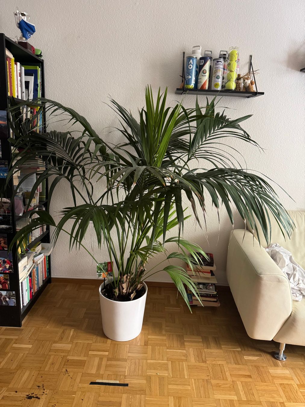 Piante & sementi: pflanze kentia – Usato da Zürich venduto da ste_2kxs 2