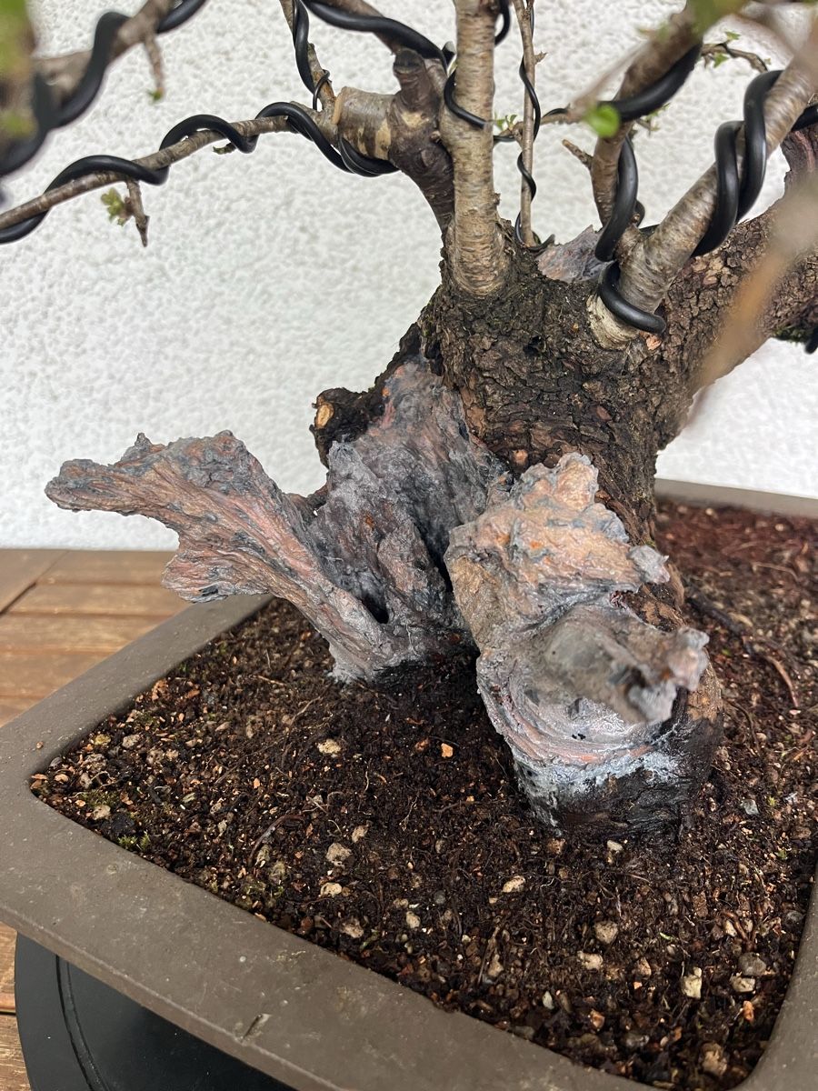 Pflanzen & Samen: Prunus mahaleb  – Neu und originalverpackt aus Hettlingen von BonsaiNaturist.com 6