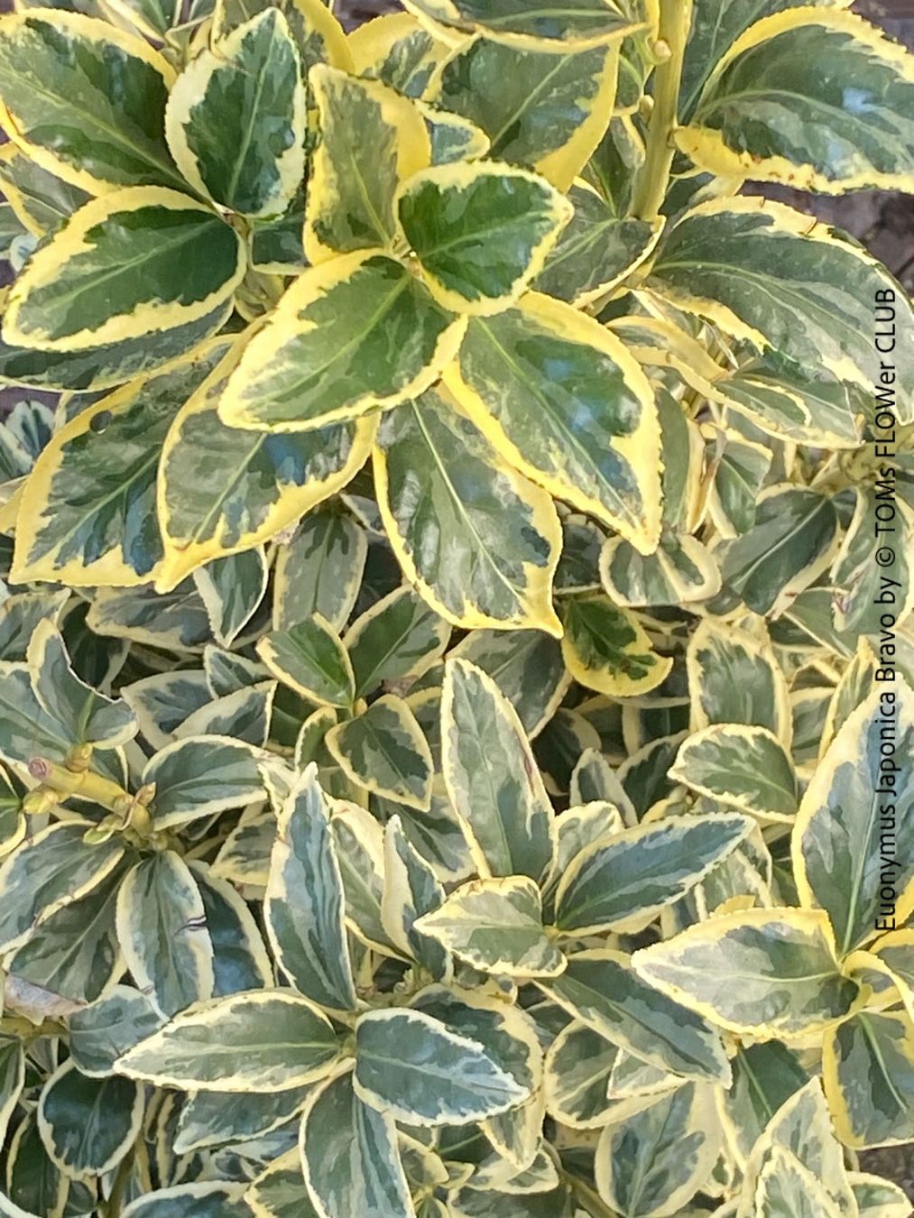Pflanzen & Samen: Euonymus Japonicus ‘Aureus’ oder 'Bravo' - immergrün – Neu und originalverpackt aus Adliswil von TAKEYOURPLANT 4