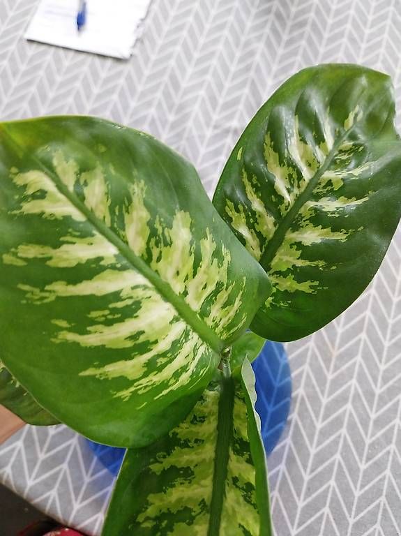 Pflanzen & Samen: dieffenbachia seguine – Gebraucht aus Schwaderloch von bademeister79 1