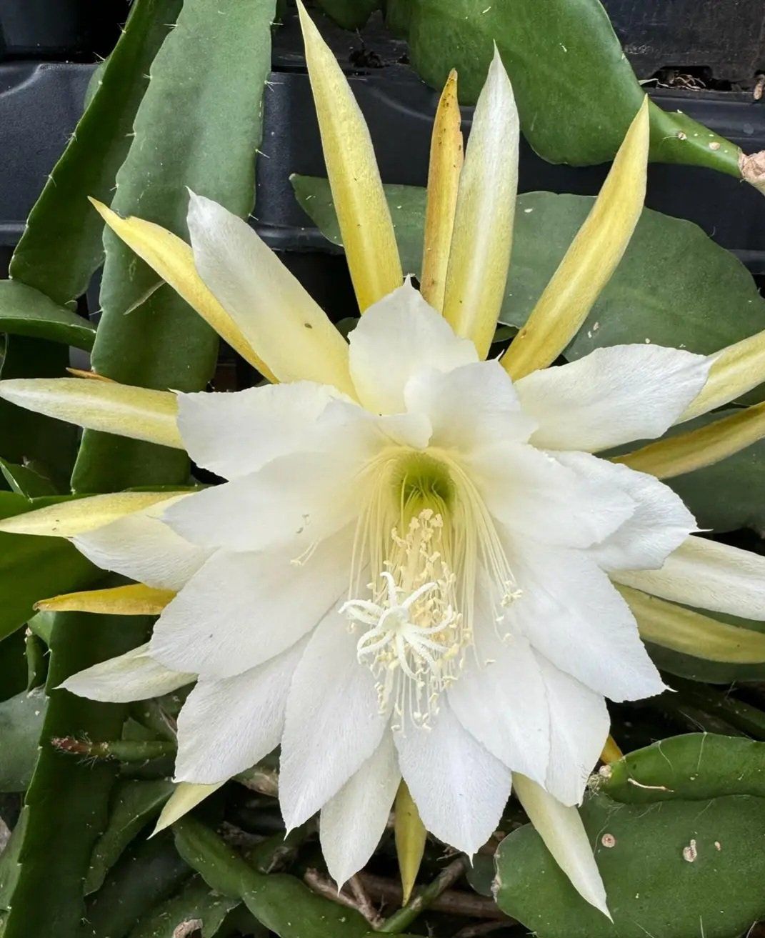 Piante & sementi: Epiphyllum "Cooperi" bewurzelter Steckling – Nuovo (secondo la descrizione) da Thalheim venduto da silvara01