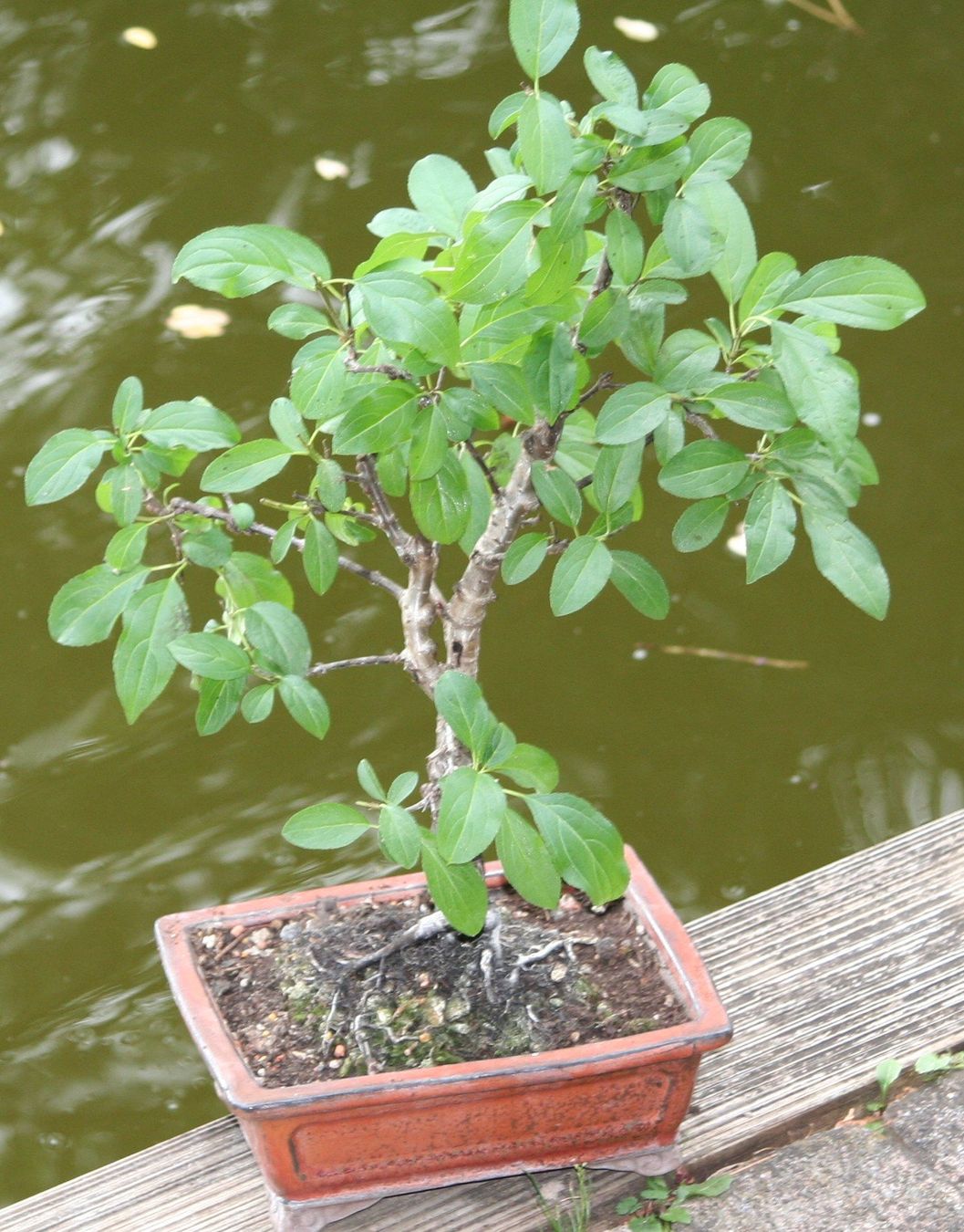 Piante & sementi: BONSAI  -  Echter Kreuzdorn – Nuovo (secondo la descrizione) da Gretzenbach venduto da Sikim 1
