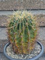 Kakteen, grosser Ferocactus