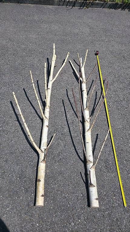 Articoli in legno: 2 Birkenstämme ca. 233 cm für Deko oder Garderobe – Usato da Dornach venduto da IP5 3