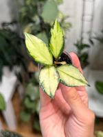 Hoya nabawanensis variegata 🦄✨