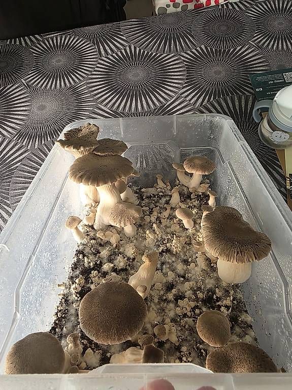 Altro: Kits de Culture de Champignons – Usato da Bavois venduto da red_r2tm 4