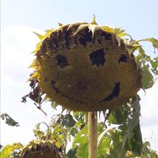 Profile image of Sommer9000
