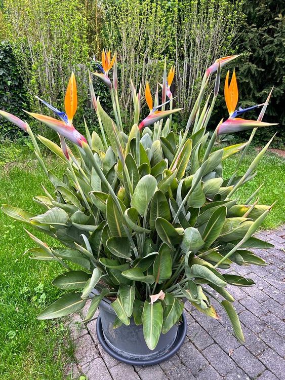 Strelitzien (Papageienpflanze) | Kaufen auf Ricardo