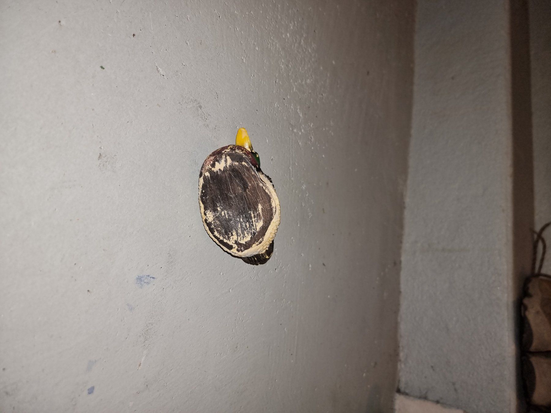 Tutte le decorazioni: Künstliche Ente – Usato da Hausen AG venduto da 1stok 2