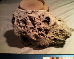 Schädel Nashornschädel Bruchstück