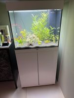 Aquarium Juwel Lido 120l + 10 Red Cherry Tetra und Pflanzen