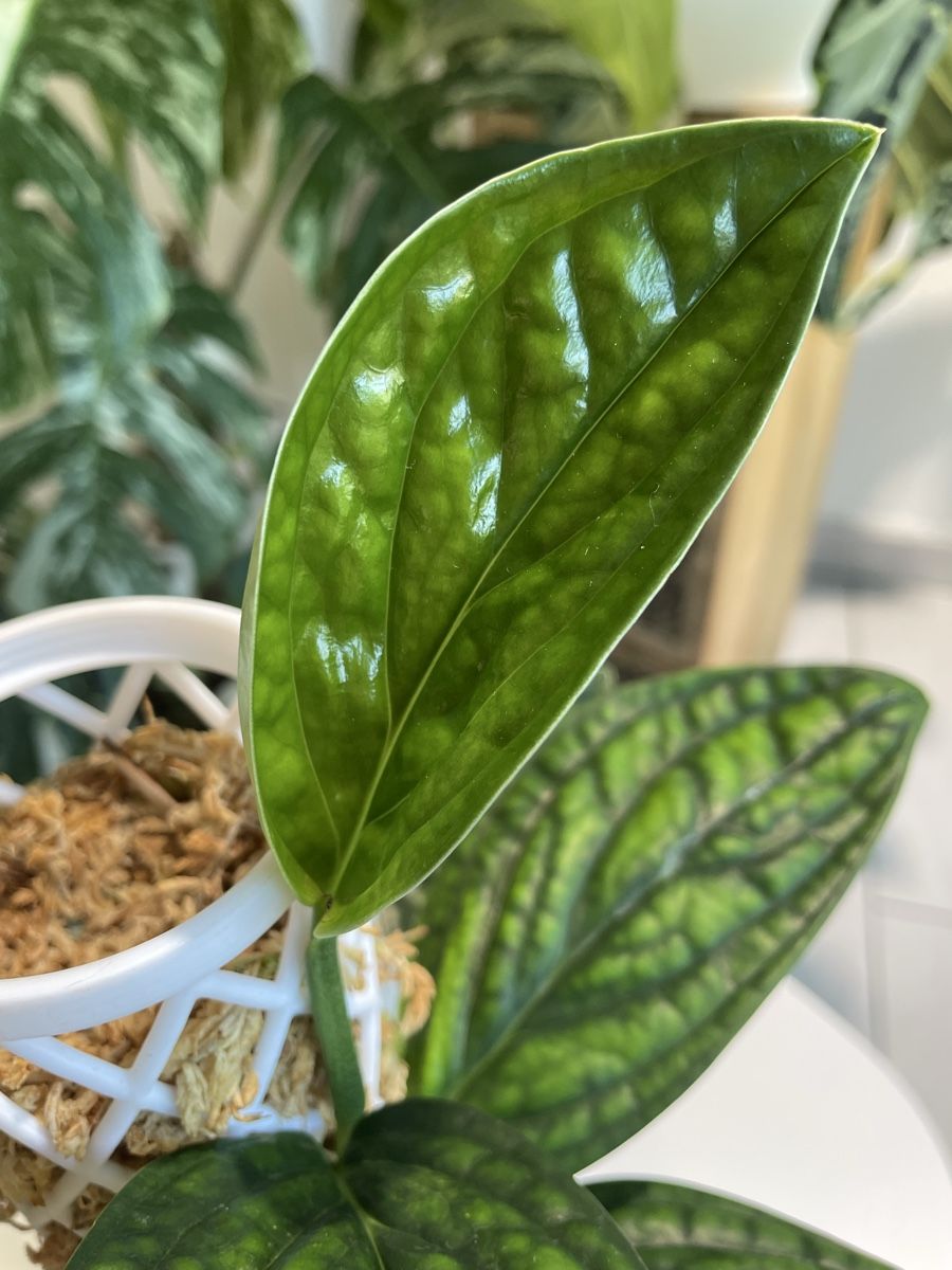 Pflanzen & Samen: Monstera Karstenianum Peru Variegated  – Neu (gemäss Beschreibung) aus Watt von anics.plants 1
