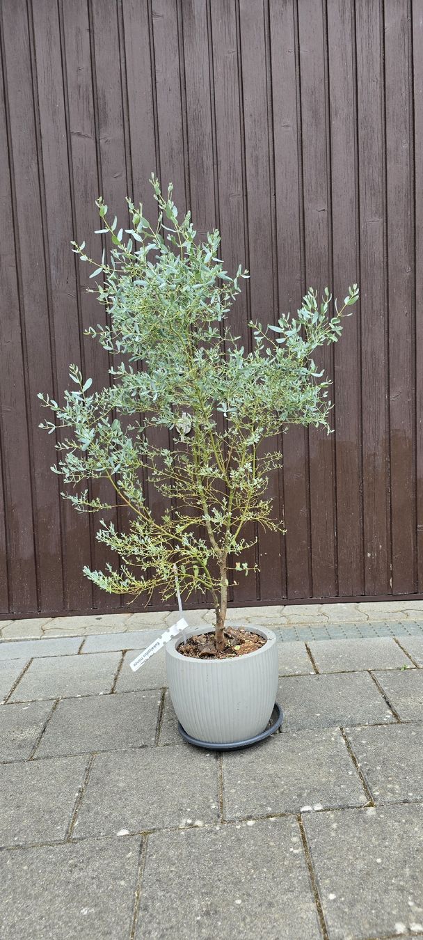 Piante & sementi:  Eukalyptus 'France blue ' – Usato da Aarburg venduto da popkorn65 3