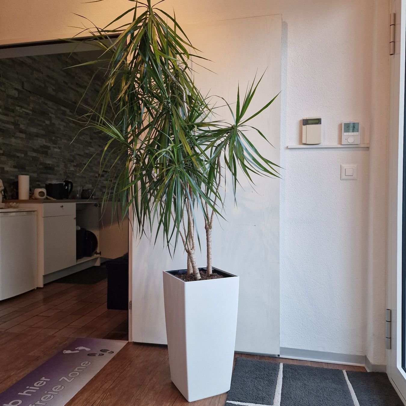 Piante & sementi: Zimmerpflanze Palme – Usato da Wil venduto da pechrithurwil