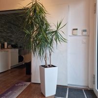 Zimmerpflanze Palme