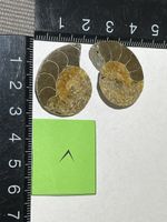 Ammonit Paar / Fossil / Stein