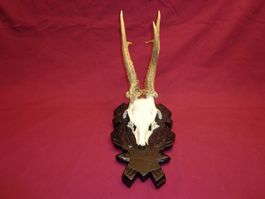 Reh, Geweihe, Trophäe, Horn, Dekoration, Jagd Abwurfstangen