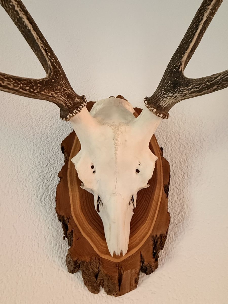 Sonstiges zum Sammeln & Seltenes: Hirschgeweih / Jagdtrophäe, 6-Ender, 73 cm, Neukirch 1998 – Gebraucht aus Zürich von pat_8wyd 4