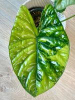 🌿 Alocasia sinuata Variegata (Mint) – Rhizome #3