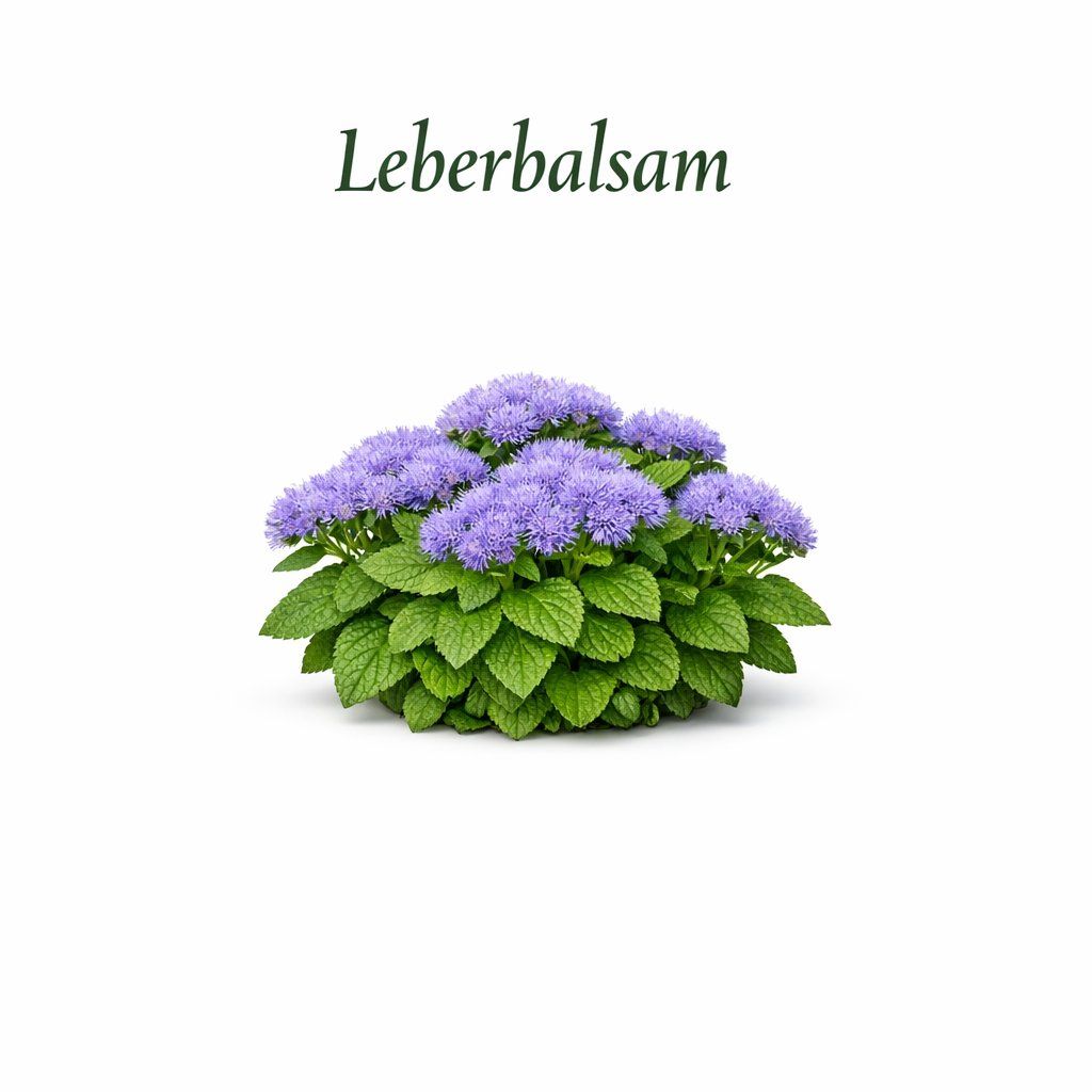 Piante & sementi: Leberbalsam – Nuovo e nell'imballaggio originale da Eschen venduto da Saemereien24