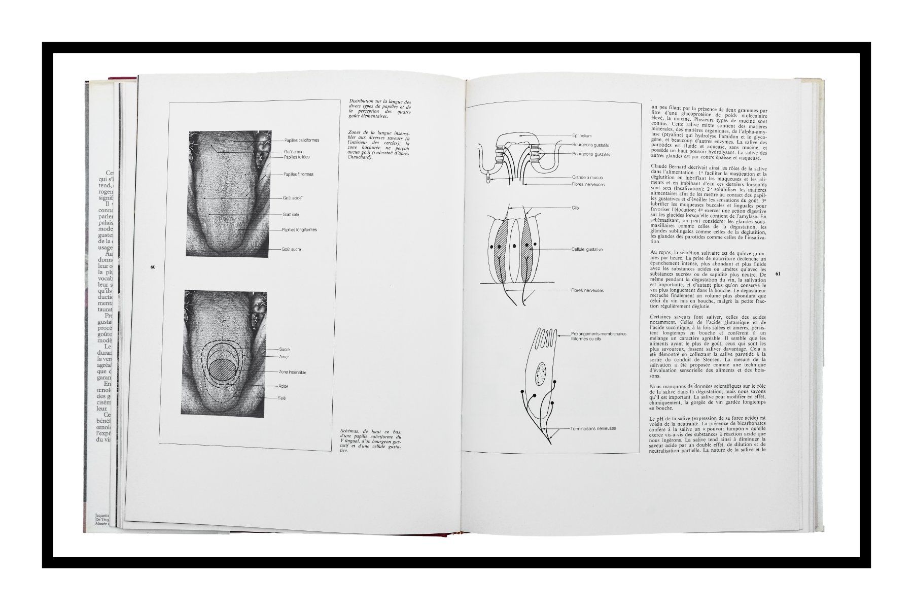 Libri: ÉMILE PEYNAUD "Le Goût du vin" 1re édition 1980 – Usato da Onex venduto da gonsla 9