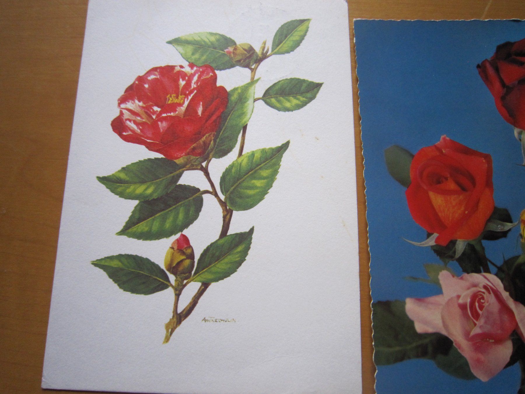Cartoline postali: No1 schöne Postkarten Thema Rosen – Usato da Gordola venduto da Polentaefung 4