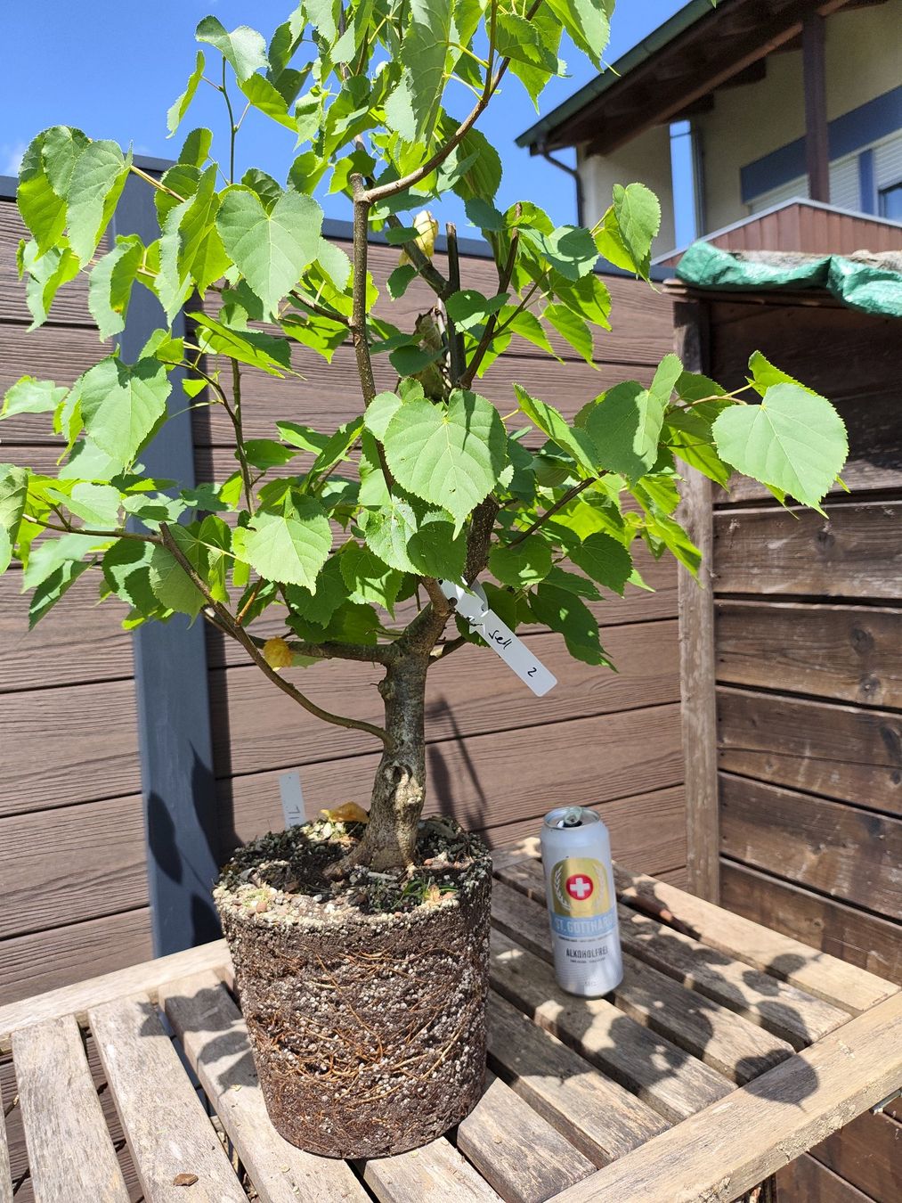 Pflanzen & Samen: Bonsai Rohmaterial Winterlinde #2 – Gebraucht aus Oberwil BL von suaku 1