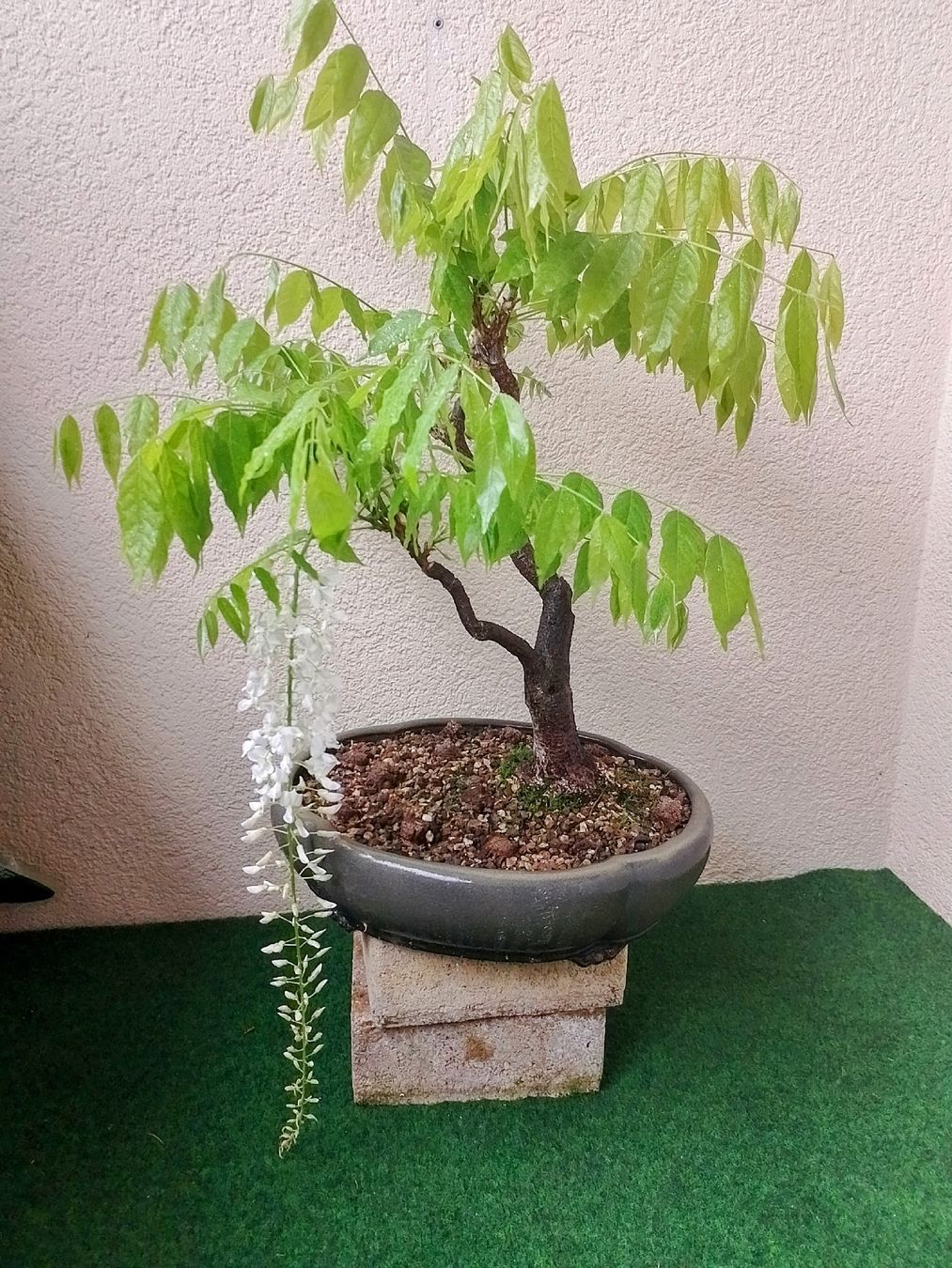 Blauregen Bonsai wei blhend inkl Schale, Wisteria sinensis (Gebraucht) in  Trubschachen fr CHF 145  nur Abholung auf Ricardo kaufen